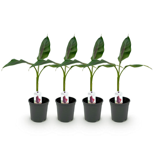 GreenboutiQ - Obstpflanze - Bananenpflanze - Musa sikkemensis Red Tiger - Winterhart - 4 Pflanzen - Topf 17cm Höhe 40cm