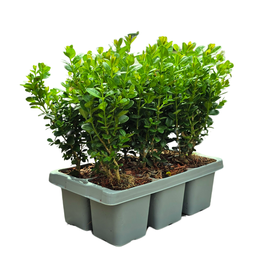 8 x 6er-Pack Buxus NewGen Freedom – Winterharte Immergrüne Sträucher 48 x Ø7 cm - ↕15 cm | Kompakter Buchsbaum
