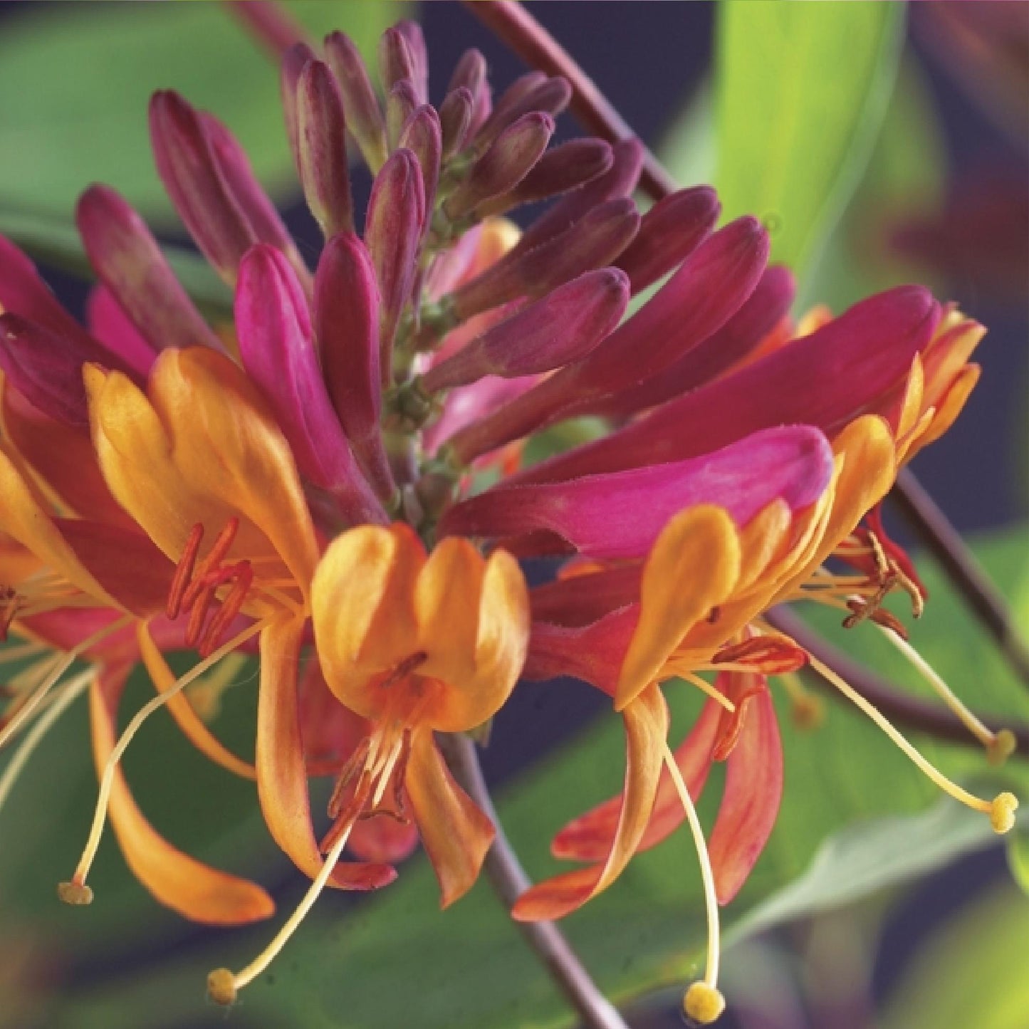 GreenboutiQ - Geißblatt - Lonicera heckrottii Goldflame - Blüten Rosa mit Gelb - wenig Pflege - 2 Pflanzen - Topf 11cm Höhe 40cm