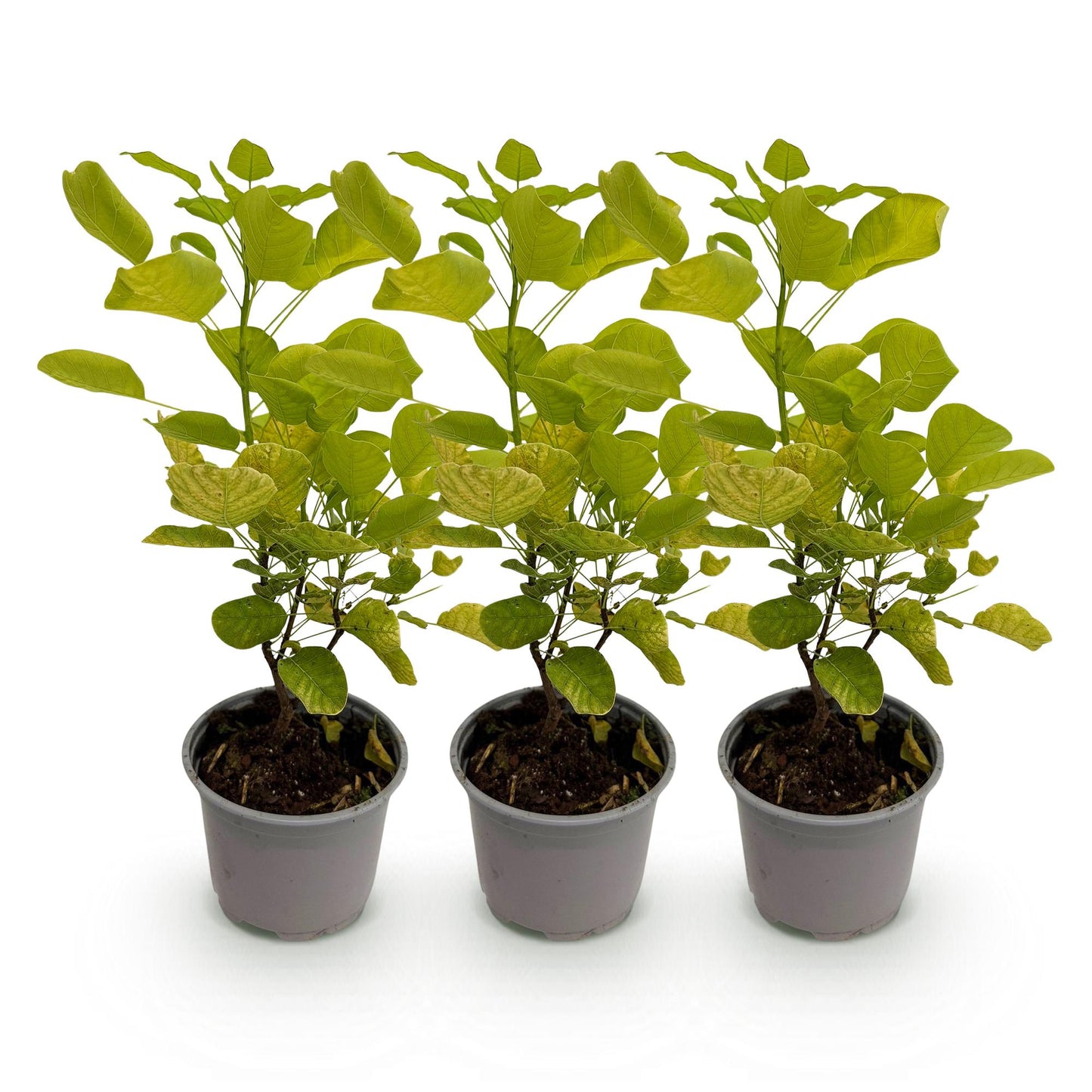 GreenboutiQ - Gartenpflanze - Cotinus coggyria Golden Spirit - Gelb - 3 Pflanzen - Laubabwerfend - Pflegeleicht - Topf 12cm Höhe 35cm
