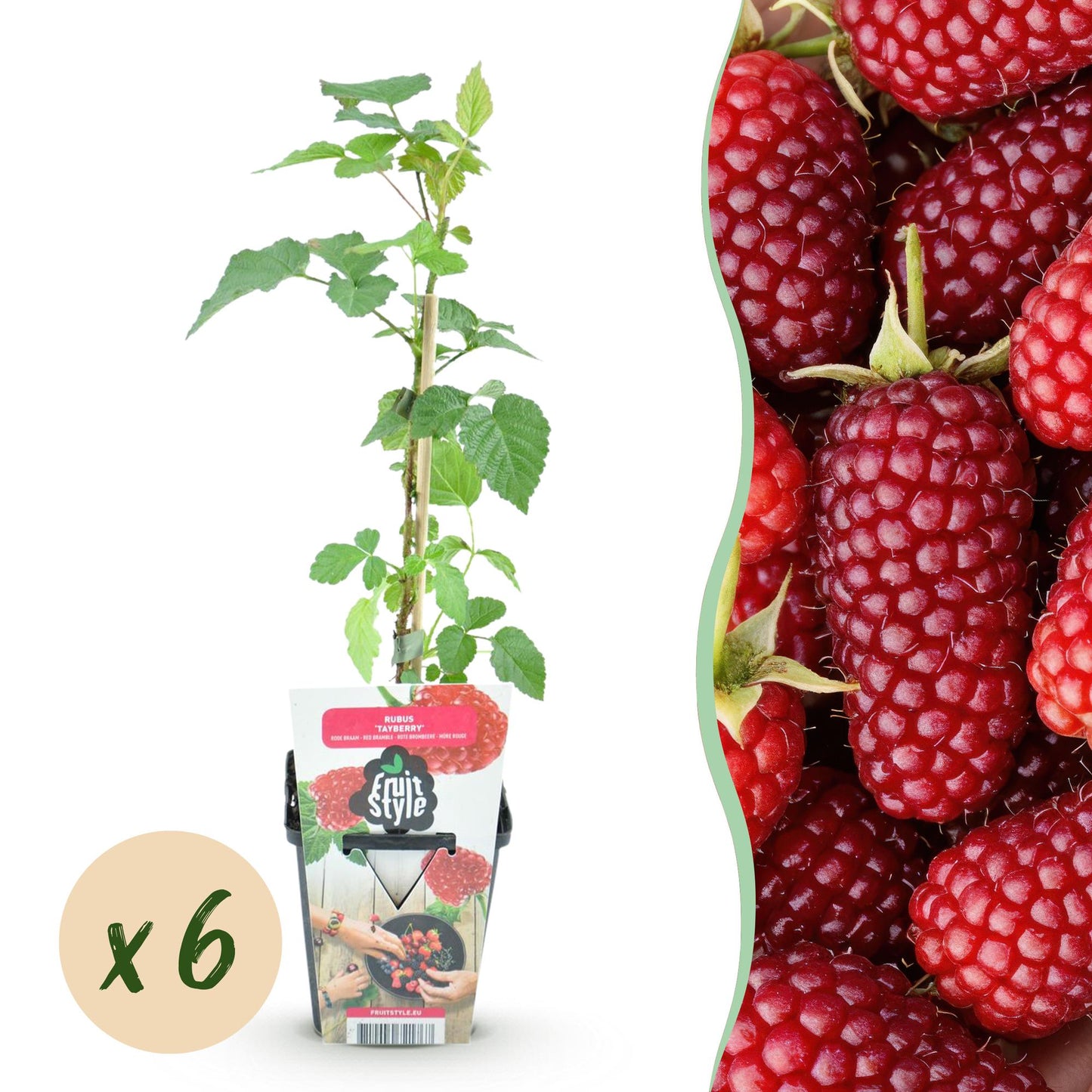 GreenboutiQ - Obstpflanzen - Taybes - Rubus Tayberry - Winterhart - 6 Pflanzen - Topf 9 cm - Rote Johannisbeere