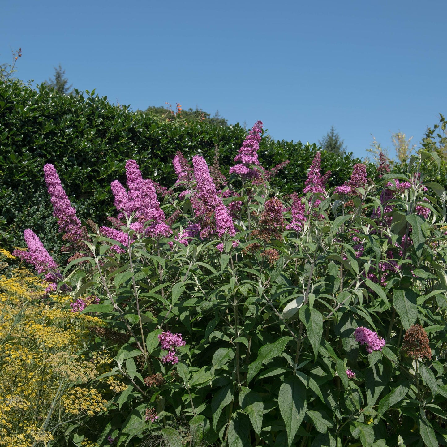GreenboutiQ - Schmetterlingsstrauch - Buddleja davidii Pink Delight - Blüte Rosa - 1 Pflanze - Laubabwerfend - Schmetterlingsanziehend - Topf 17cm Höhe 25cm