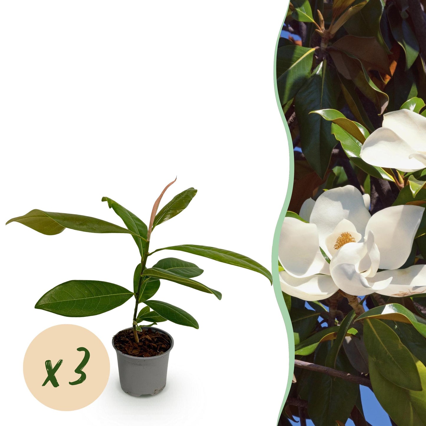 GreenboutiQ - Gartenpflanze - Magnolia grandiflora - Blüte Weiß - 3 Pflanzen - Immergrün - Wenig Pflege - Topf 12cm Höhe 30cm