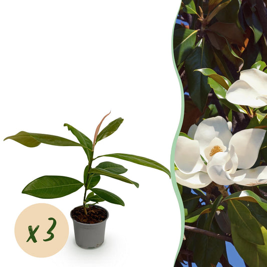 GreenboutiQ - Gartenpflanze - Magnolia grandiflora - Blüte Weiß - 3 Pflanzen - Immergrün - Wenig Pflege - Topf 12cm Höhe 30cm