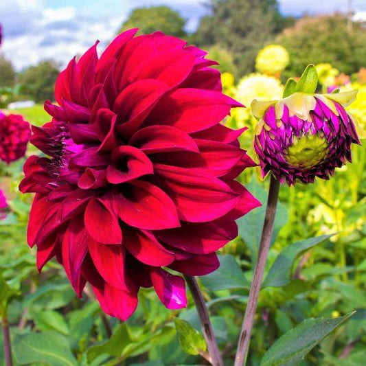 Flowerbulbs Amsterdam - 12 Dahlien heatwave knollen für 2 m², große tiefrote blüten