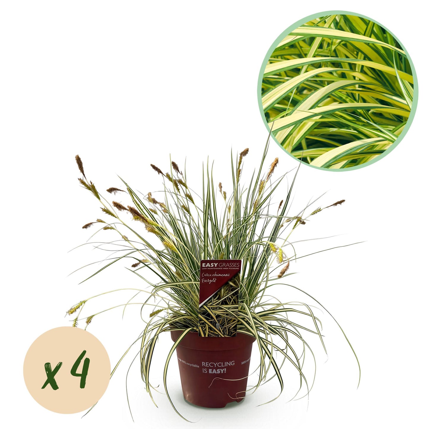 GreenboutiQ - Ziergräser - Carex oshimensis Evergold - Gelb & Grün - 4 Pflanzen - Immergrün - Wenig Pflege - Topf 17cm Höhe 50cm