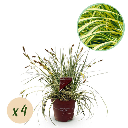 GreenboutiQ - Ziergräser - Carex oshimensis Evergold - Gelb & Grün - 4 Pflanzen - Immergrün - Wenig Pflege - Topf 17cm Höhe 50cm