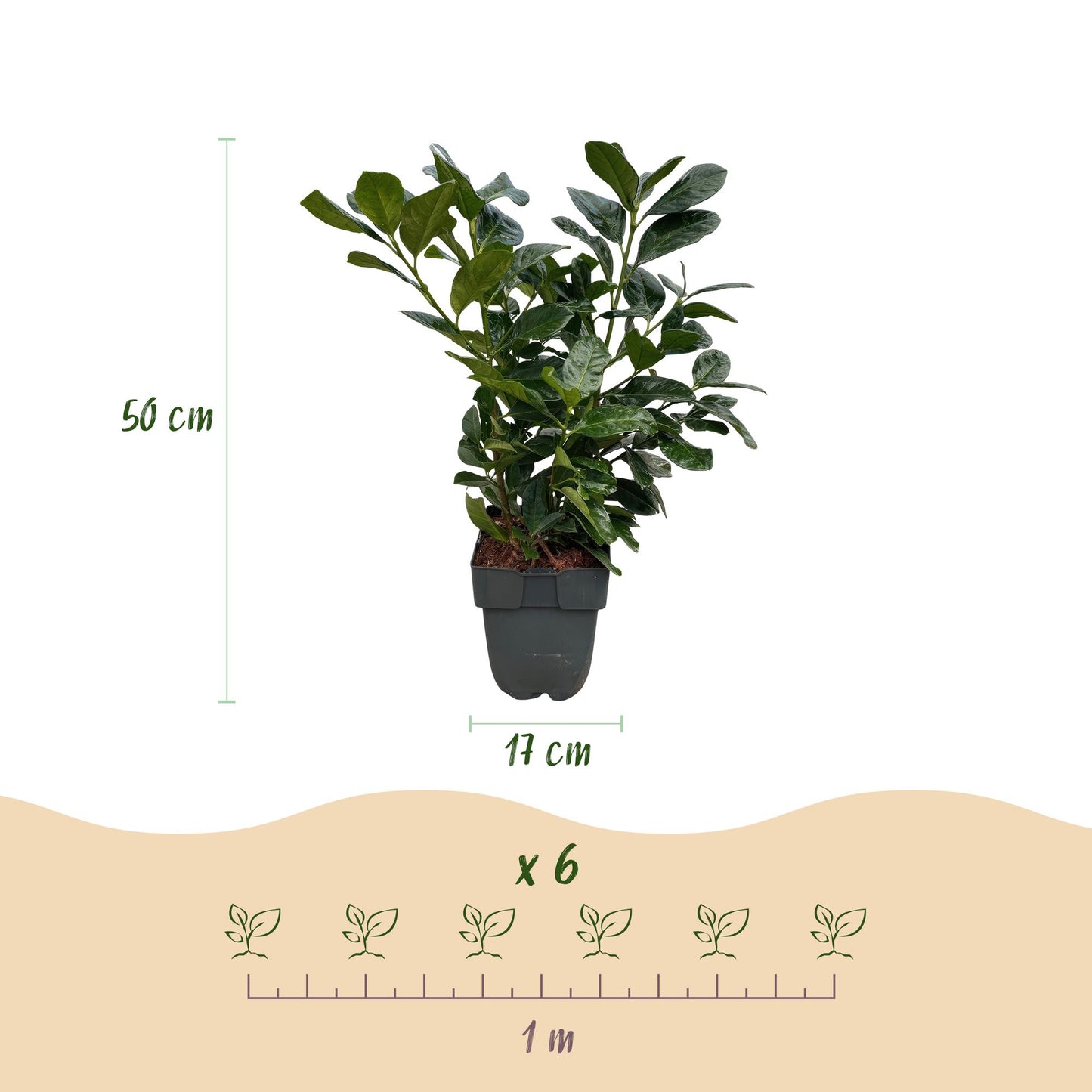 GreenboutiQ - Heckenpflanzen - Prunus laurocerasus Etna - Blatt grün - 6 Pflanzen - 1 laufender Meter - immergrün - Topf 17cm Höhe 50cm