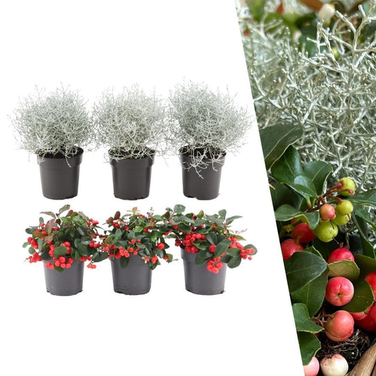 Winterwunderland mix set - 3 x Gaultheria + 3x Calocephalus - Ø 10 cm ↨ 15 cm