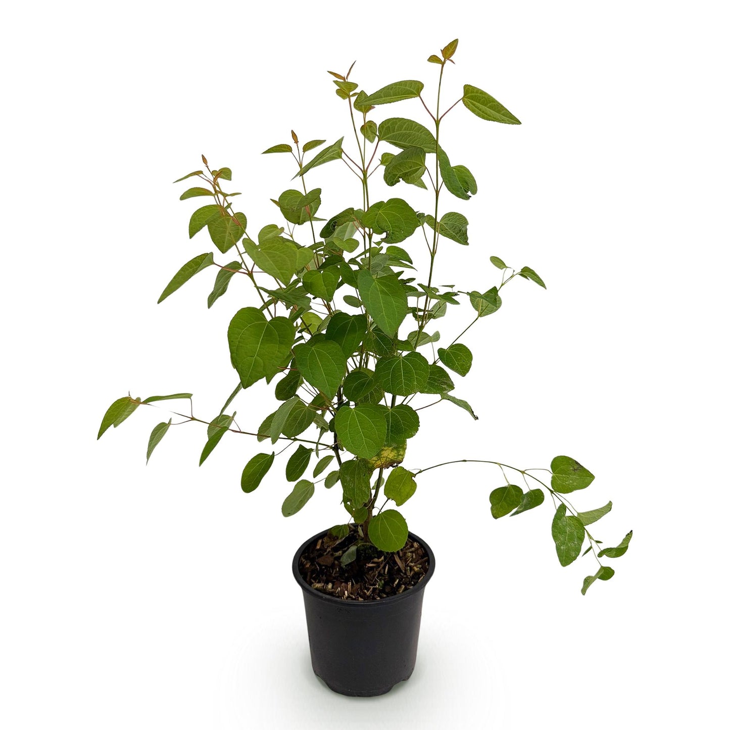 GreenboutiQ - Gartenpflanze - Cercidiphyllum japonicum - Grün 1 Pflanze - Laubabwerfend - Wenig Pflege - Topf 12cm Höhe 35cm