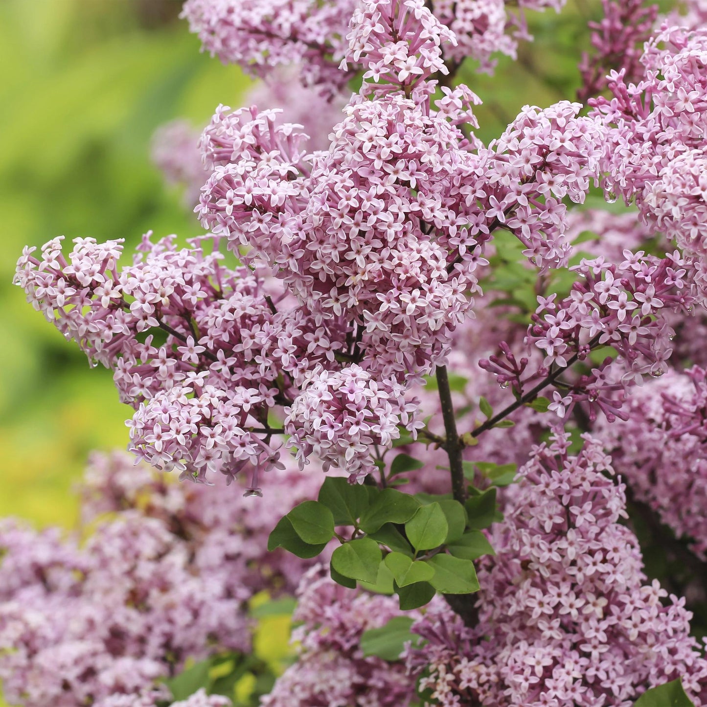 GreenboutiQ - Stamm-Pflanze - Syringa meyeri Palibin - Terrassenpflanze - Laubabwerfend - Winterhart - Lila Blüte - Topf 19cm Höhe 90cm