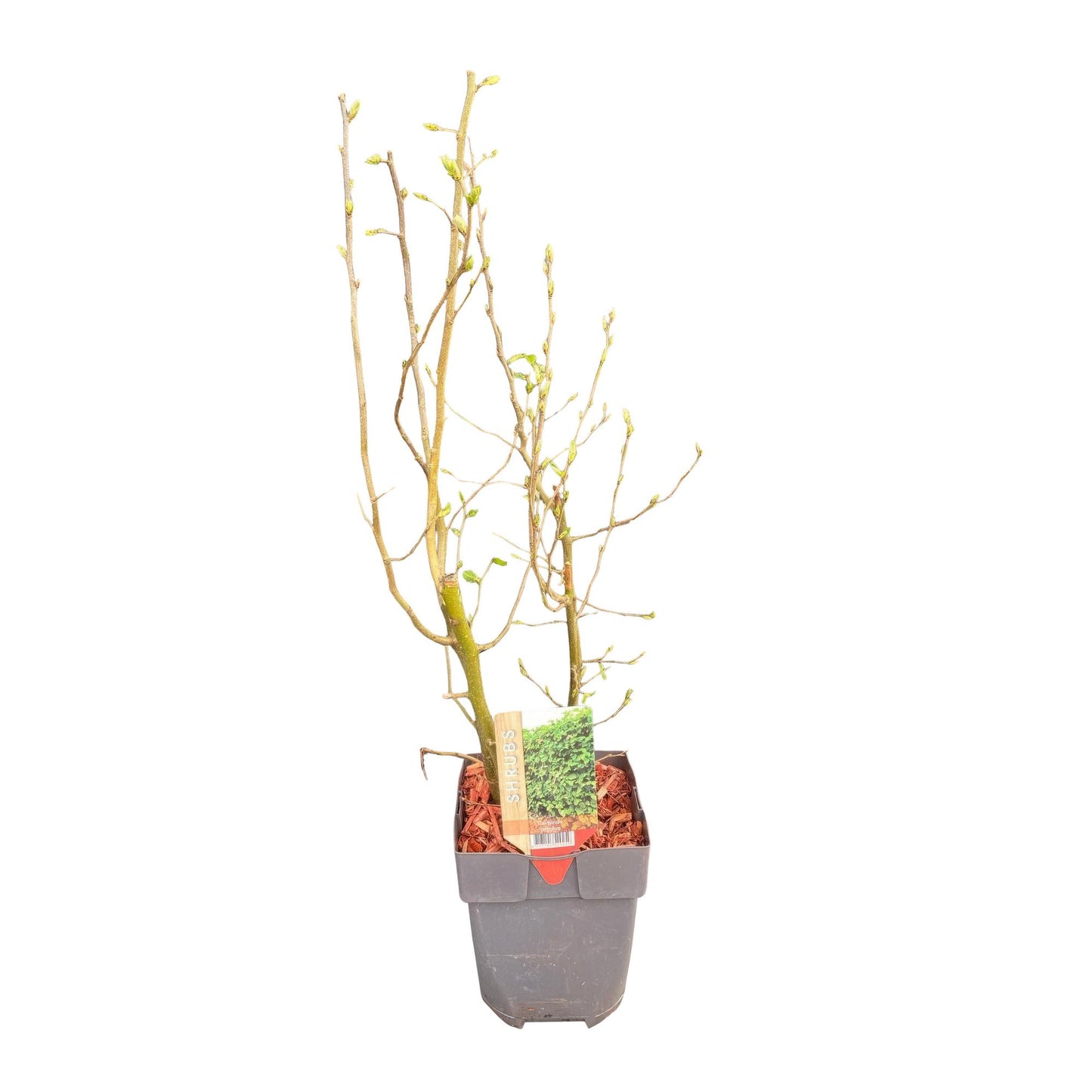 GreenboutiQ - Heckenpflanzen - Carpinus betulus - Blatt grün - 6 Pflanzen - 1 laufender Meter - laubabwerfend - Topf 17cm Höhe 55cm