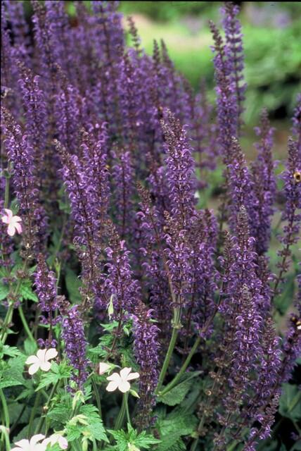 48x Salvia nem. 'Mainacht' - ↕10-25cm - Ø9cm