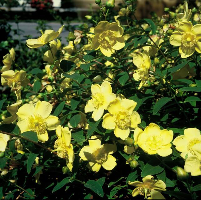 40x Hypericum 'Hidcote' - ↕10-25cm - Ø9cm