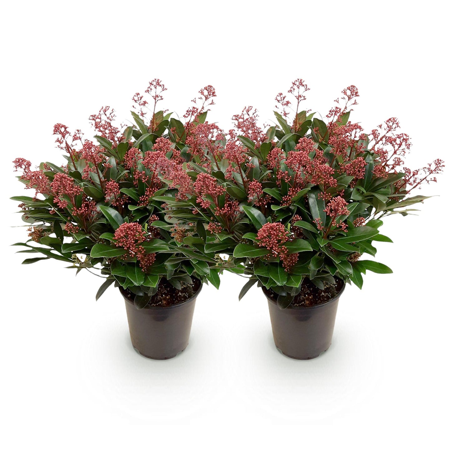GreenboutiQ - Terrassenpflanze - Skimmia japonica Rubella - Blüte Rot - 40+ Blüten - 2 Pflanzen - Winterhart - Topf 19cm Höhe 60cm