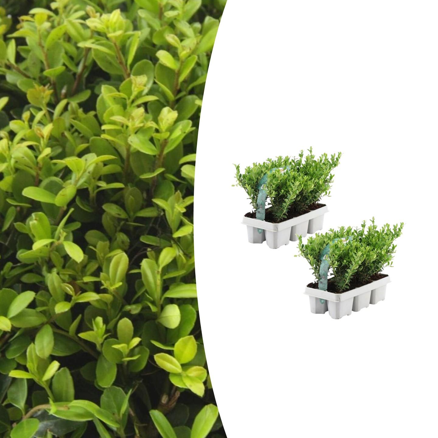 2 x 6 pack Ilex crenata 'Jenny' - Ø7 cm - ↕15 cm