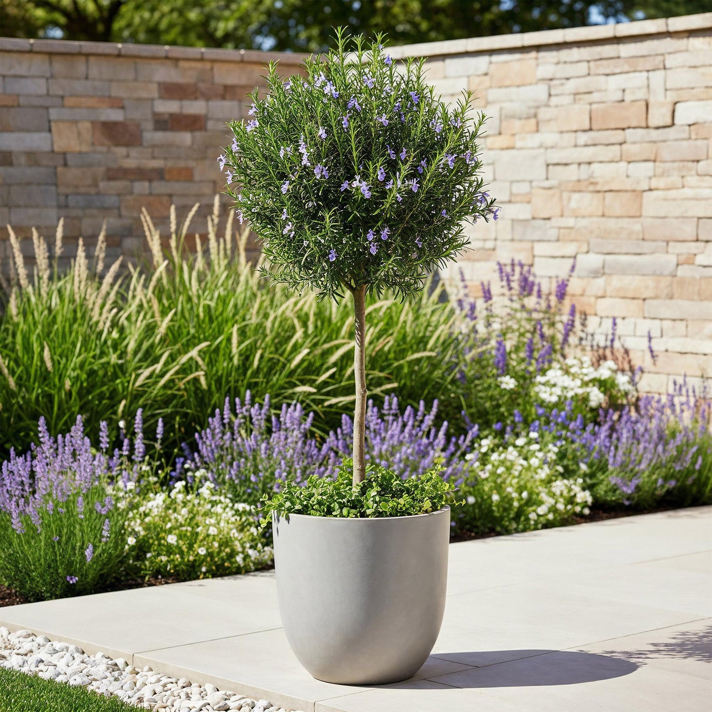 GreenboutiQ - Stamm Pflanze - Rosmarinus officinalis - Terrassen Pflanze - Immergrün - Winterhart - Lila Blüte - Topf 19cm Höhe 90cm