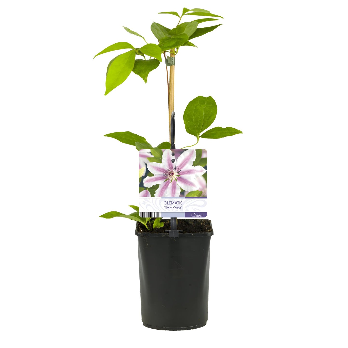 GreenboutiQ - Kletterpflanze - Clematis Nelly Moser - Blüte Rosa - Wenig Pflege - 2 Pflanzen - Topf 11cm Höhe 40cm