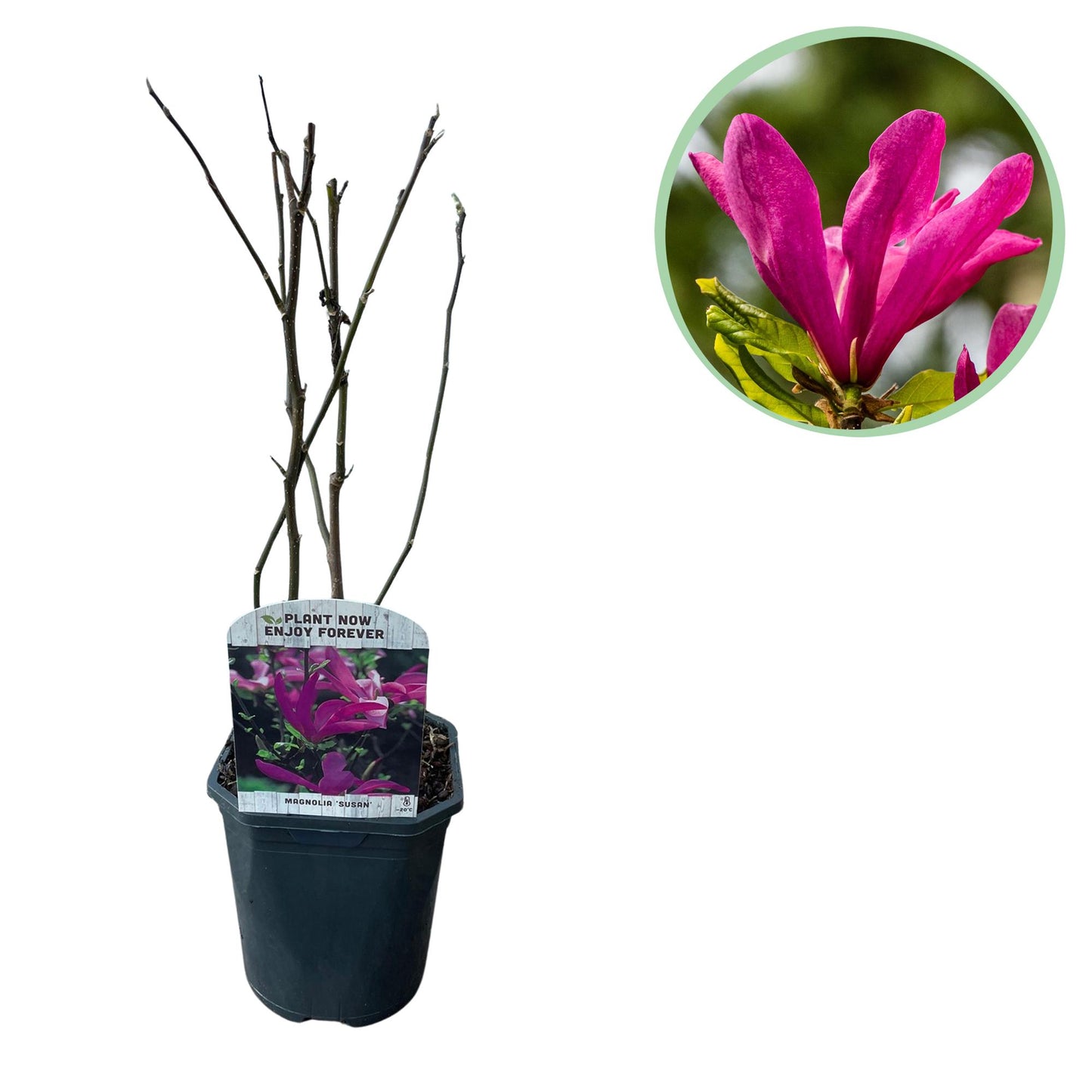 GreenboutiQ - Sträucher - Magnolia Susan - Blumen Dunkelrosa - 1 Pflanze - laubabwerfend - wenig Pflege - Topf 17cm Höhe 45cm