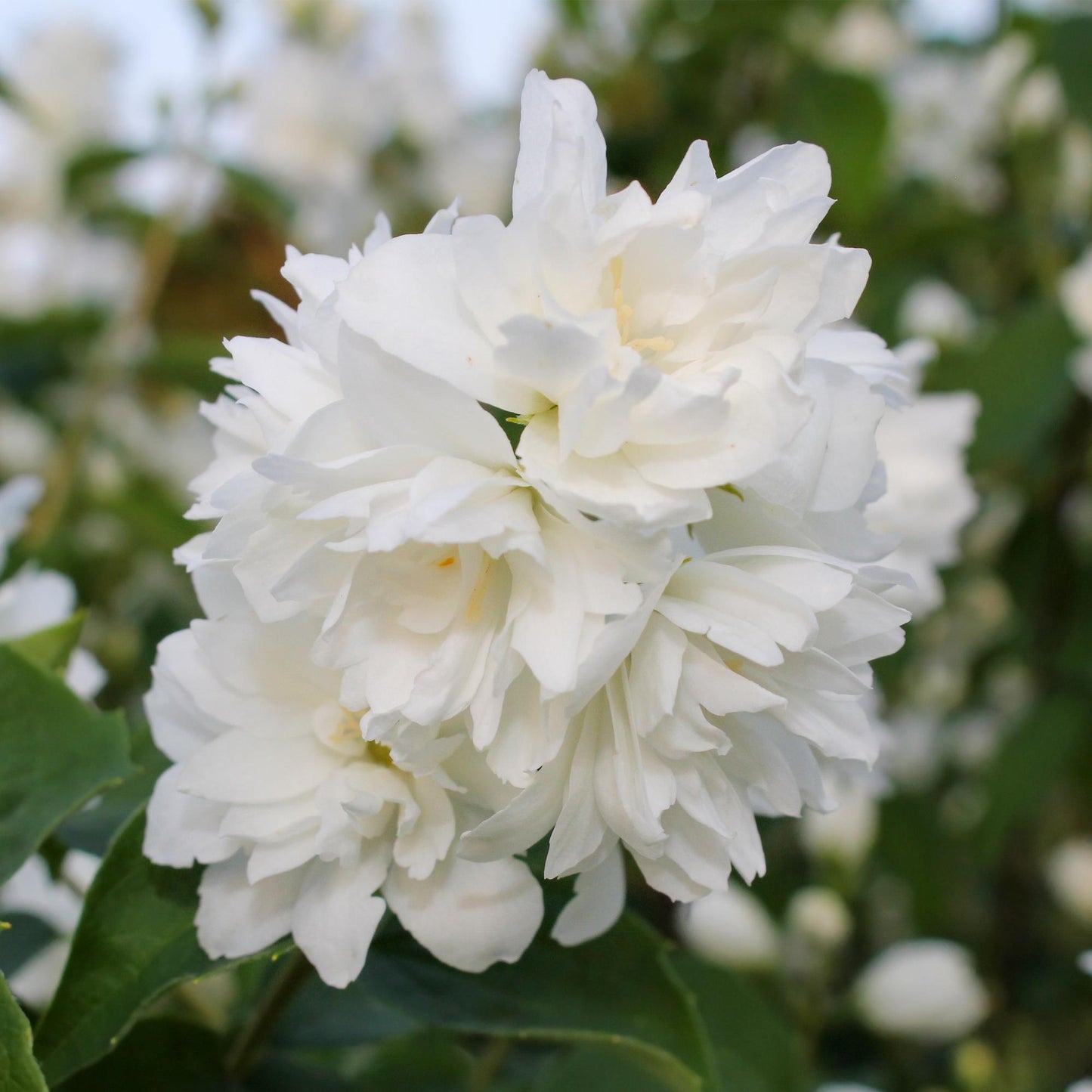 GreenboutiQ - Bauernjasmin - Philadelphus Snowbelle - Blüte Weiß - 1 Pflanze - Laubabwerfend - Wenig Pflege - Topf 17cm Höhe 45cm