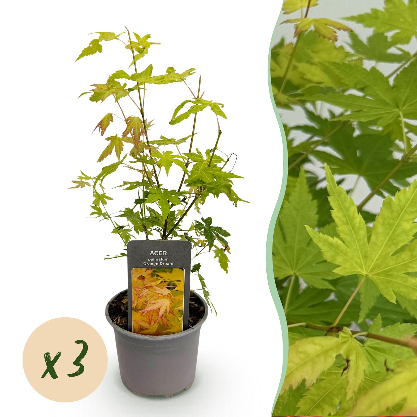GreenboutiQ - Gartenpflanze - Acer palmatum Orange Dream - Orange - 3 Pflanzen - Laubabwerfend - Wenig Pflege - Topf 12cm Höhe 35cm