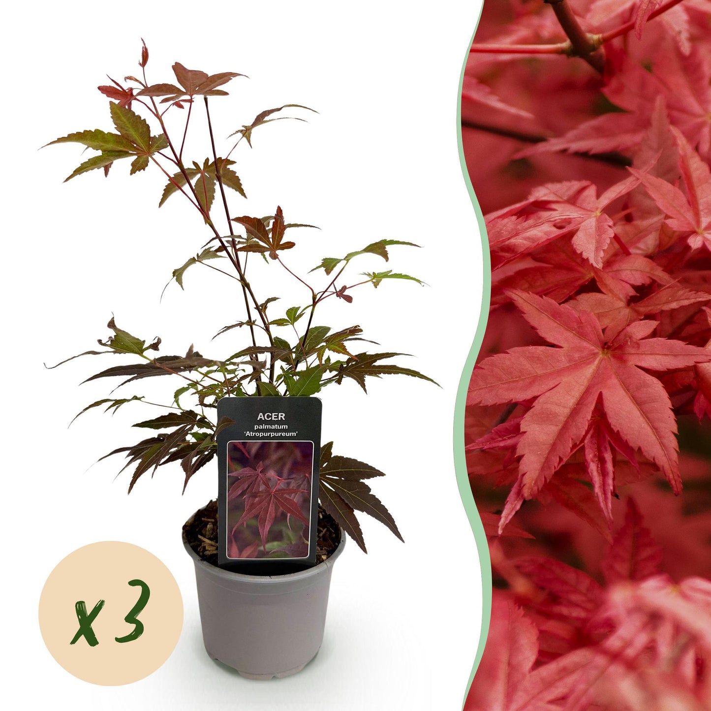GreenboutiQ - Gartenpflanze - Acer palmatum Atropurpureum - Lila - 3 Pflanzen - Laubabwerfend - Pflegeleicht - Topf 12cm Höhe 35cm