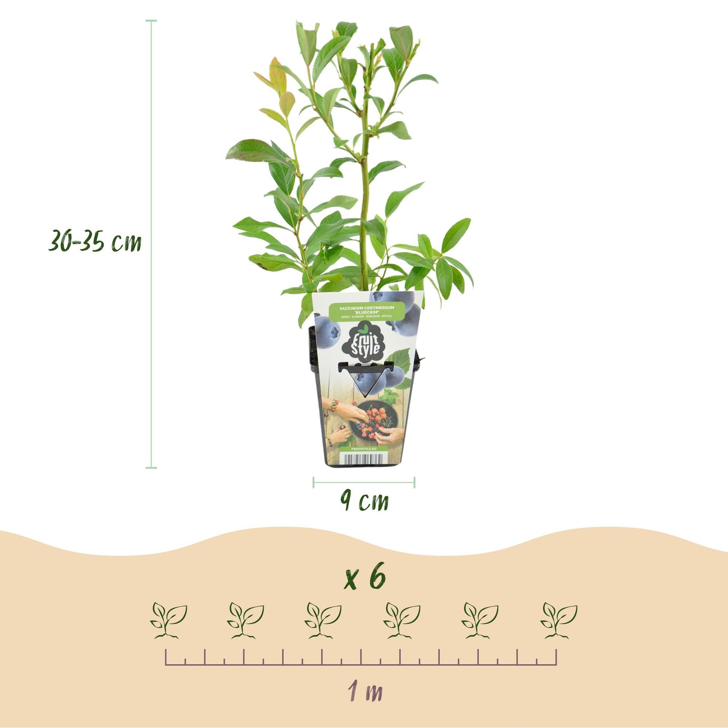 GreenboutiQ - Obstpflanzen - Heidelbeere - Vaccinium corymbosum Bluecrop - Winterhart - 6 Pflanzen - Topf 9 cm - Heidelbeere