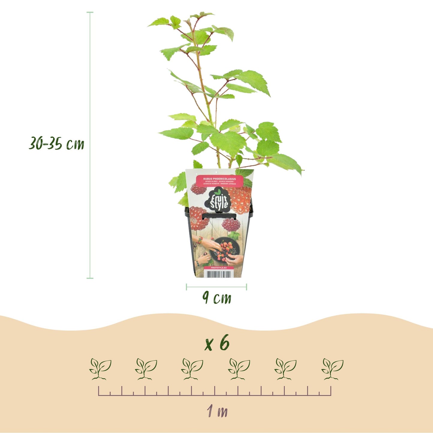 GreenboutiQ - Obstpflanzen - Japanische Weinbeere - Rubus Phoenicolasius - Winterhart - 6 Pflanzen - Topf 9 cm - Rote Beere