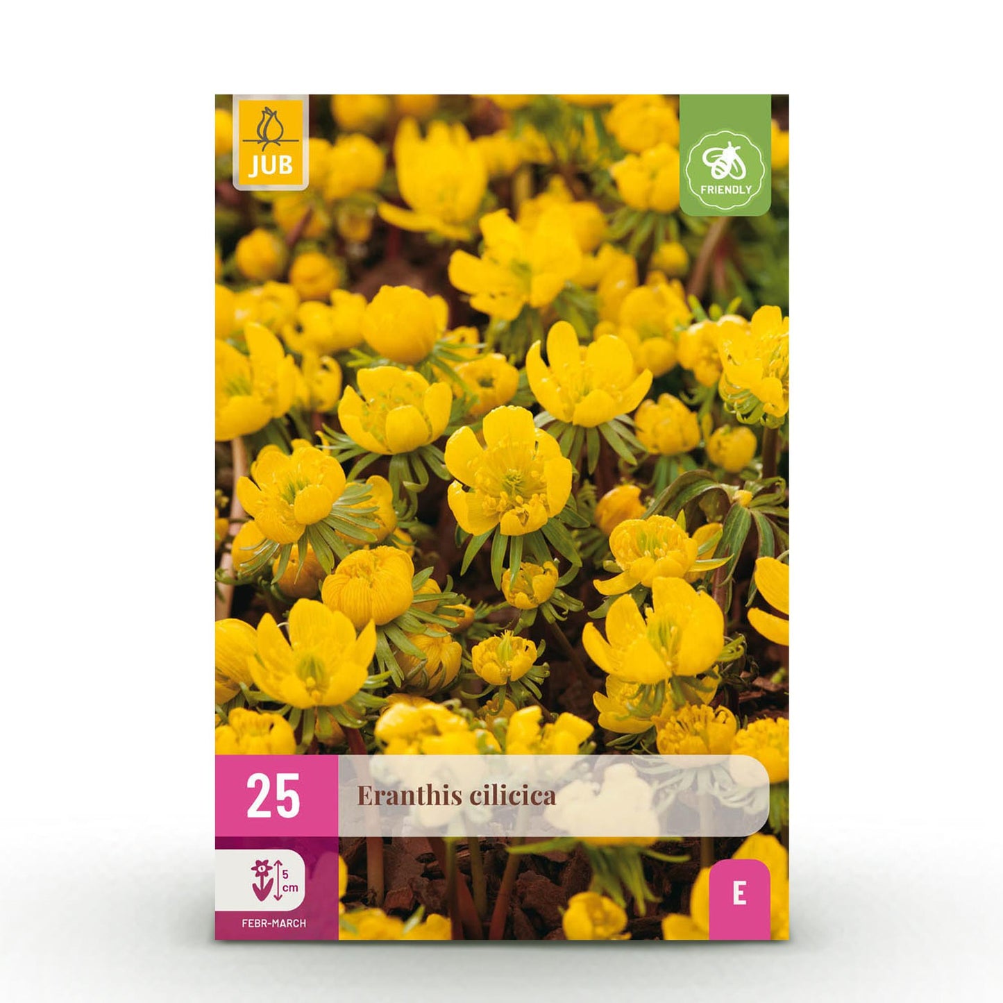 GreenboutiQ - Blumenzwiebeln - Eranthis Cilicica - Farbe Gelb - 25 Stück - Zwiebelgröße 4/5 - XXL Pack