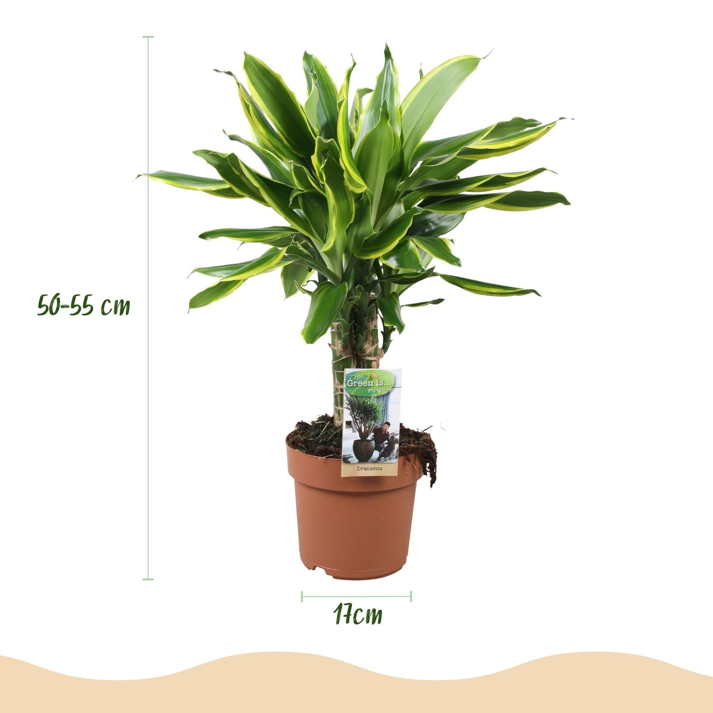 Green boutiQ - Zimmerpflanzen - Dracaena fragrans Golden Coast - Drachenblutbaum - Geringer Pflegeaufwand - Bunt - 2 Pflanzen - Topf 17cm - Höhe 50-55cm