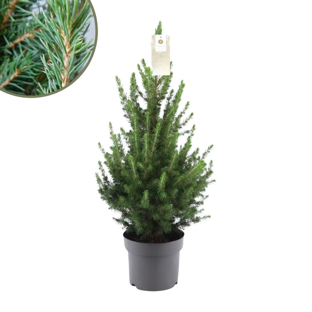 Kleine Weihnachtsbaum - Picea gl. Conica 'December' Ø19