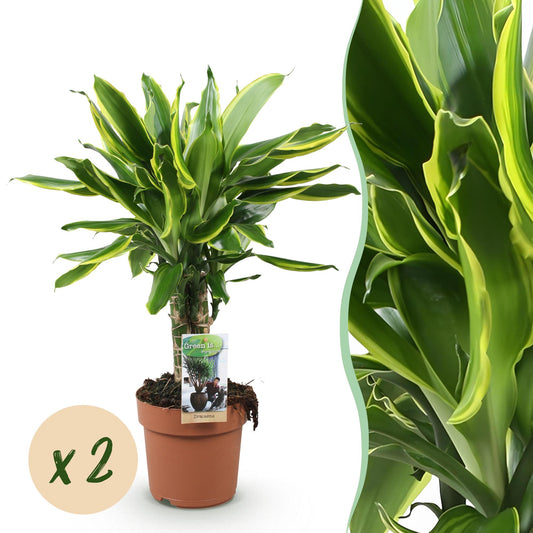 Green boutiQ - Zimmerpflanzen - Dracaena fragrans Golden Coast - Drachenblutbaum - Geringer Pflegeaufwand - Bunt - 2 Pflanzen - Topf 17cm - Höhe 50-55cm