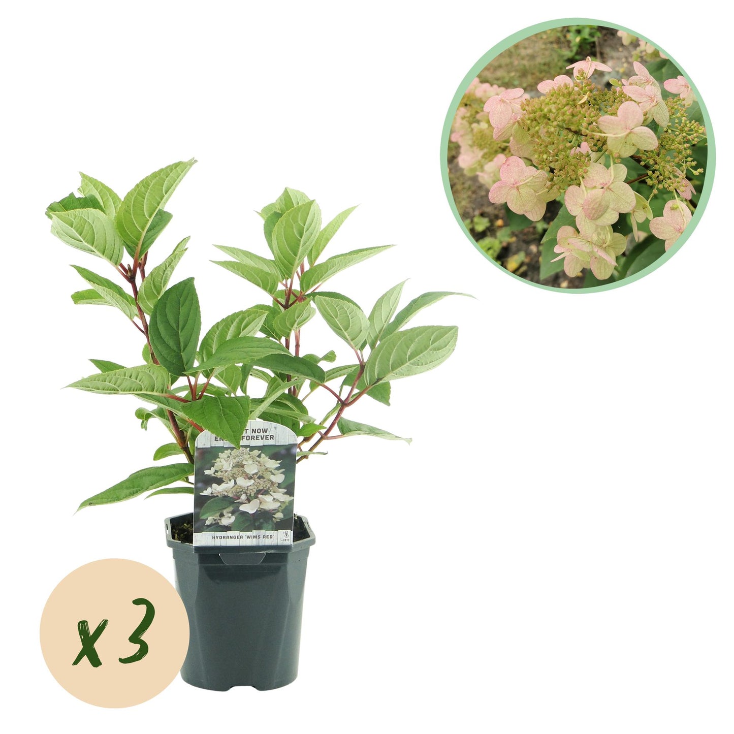 GreenboutiQ - Rispenhortensie - Hydrangea panniculata Wims Red - Blüte Weiß Rot - 3 Pflanzen - 1 m2 - Laubabwerfend - Große Blüten - Topf 17cm Höhe 50cm