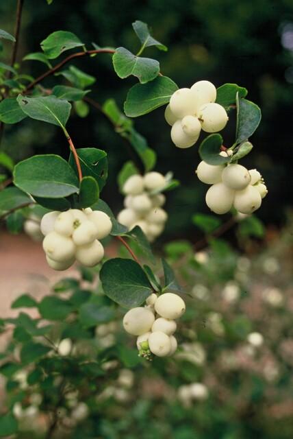 40x Symphoricarpos ch. 'Hancock' - ↕10-25cm - Ø9cm