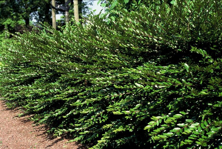40x Lonicera pileata - ↕10-25cm - Ø9cm