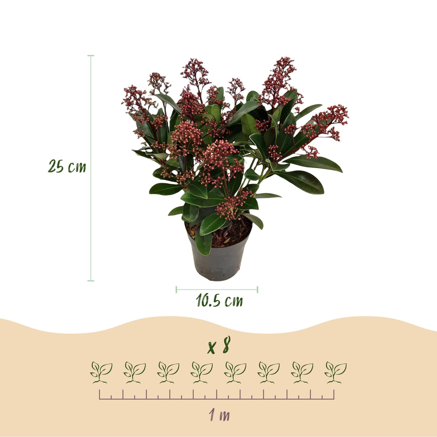 GreenboutiQ - Terrassenpflanze - Skimmia japonica Rubella - Blüte Rot - 10+ Blumen - 2 Pflanzen - Winterhart - Topf 10,5cm Höhe 25cm
