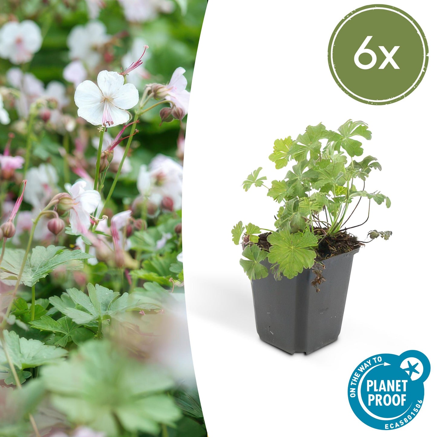 6x Geranium cant. 'Biokovo' - ↕10-25cm - Ø9cm