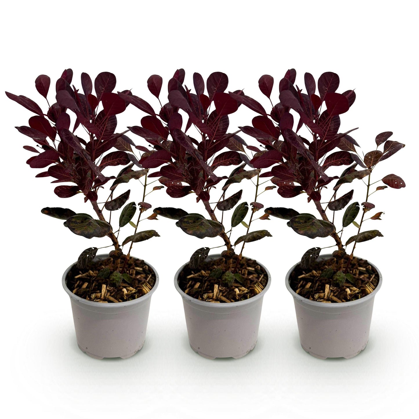 GreenboutiQ - Gartenpflanze - Cotinus coggyria Lilla - Lila 3 Pflanzen - Laubabwerfend - Pflegeleicht - Topf 12cm Höhe 35cm