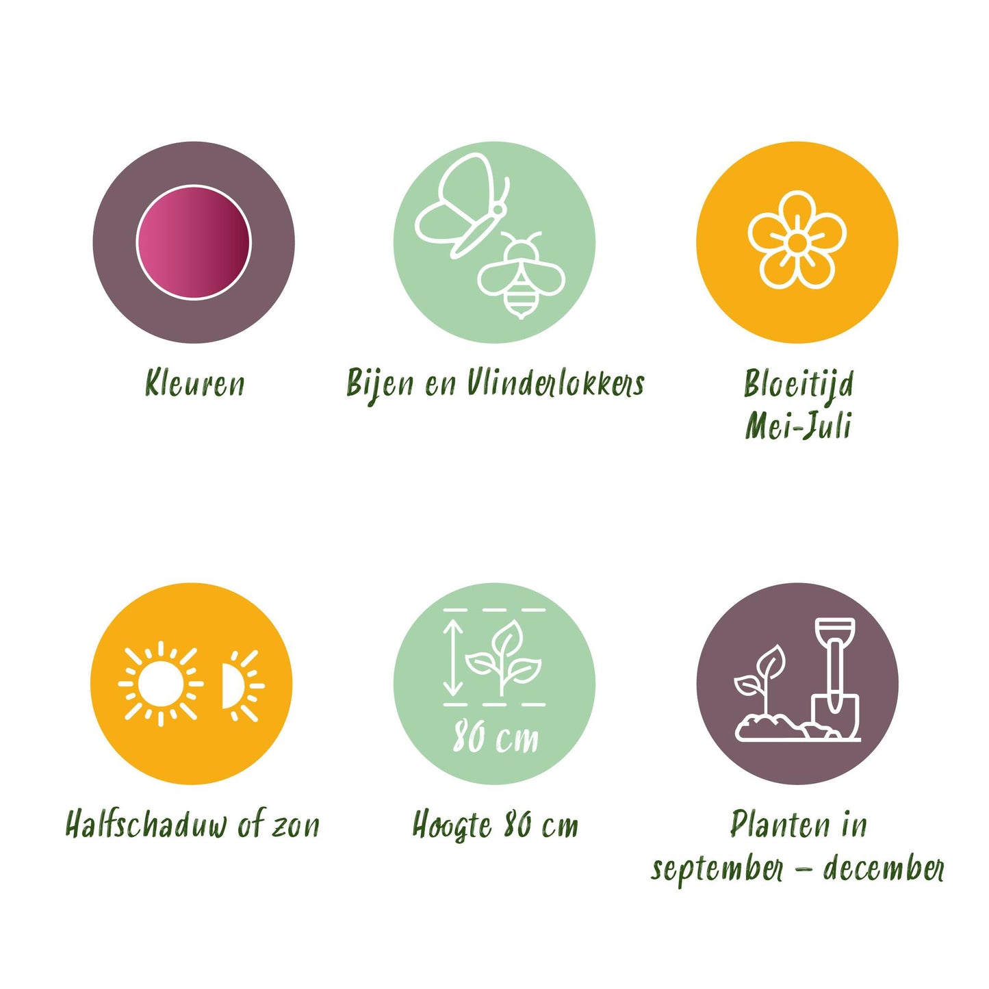 GreenboutiQ - Blumenzwiebeln - Allium Sphaerocephalon - Farbe Lila - 100 Stück - Zwiebelgröße 5/6 - XXL Pack