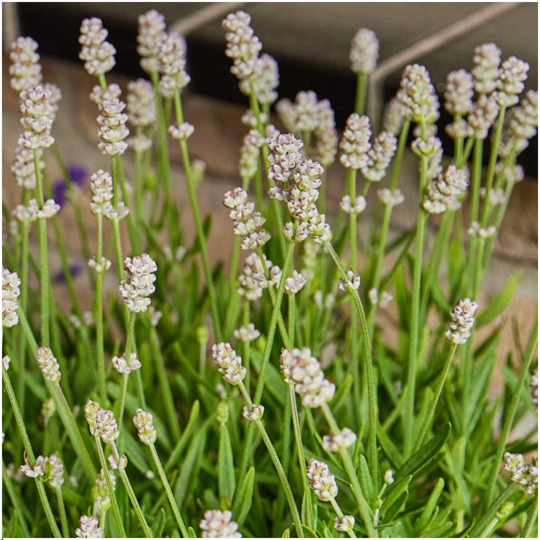 6 pack Lavendel angustifolia white - 6 x Ø7 cm - ↕15 cm