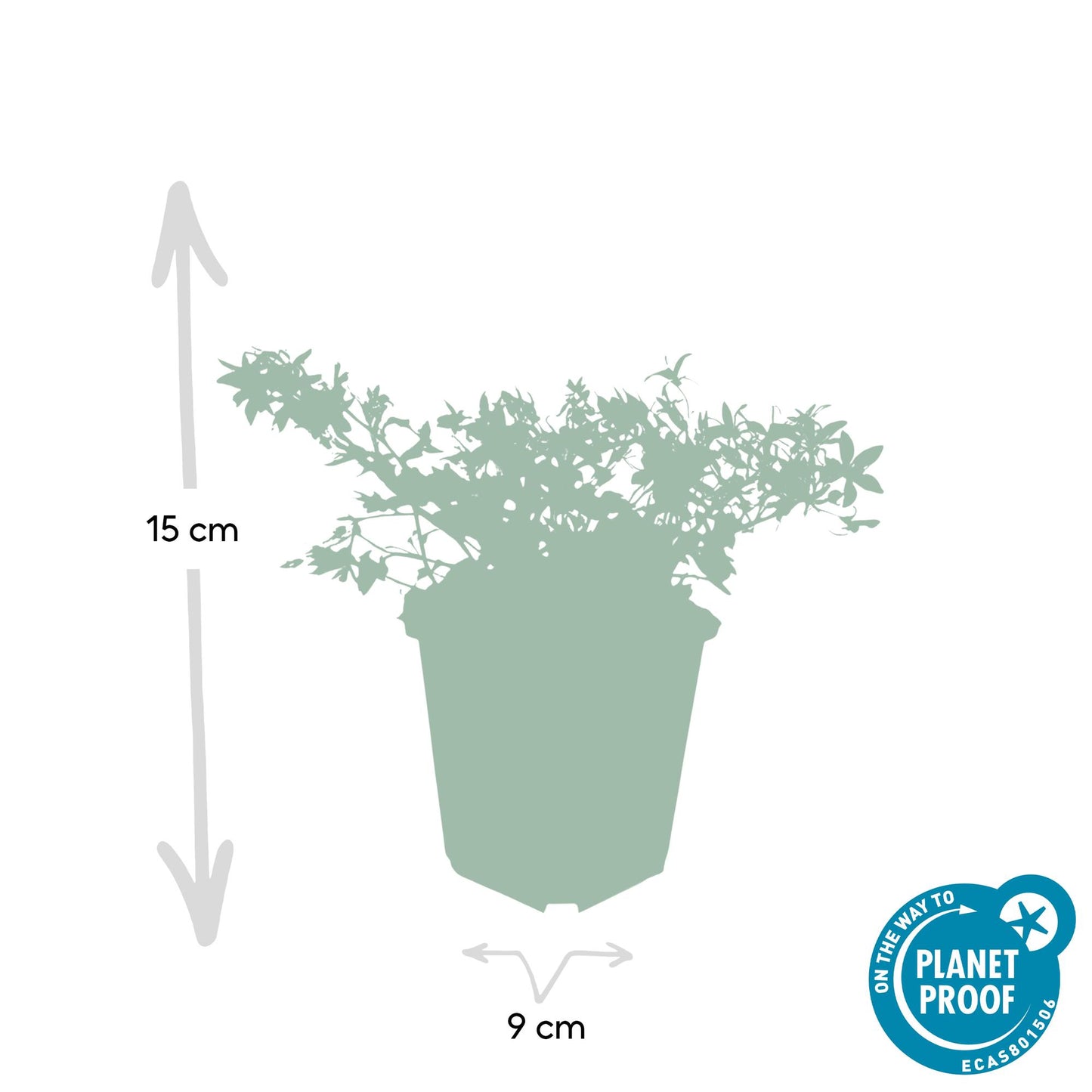 24x Campanula poscharskyana 'Stella' - ↕10-25cm - Ø9cm