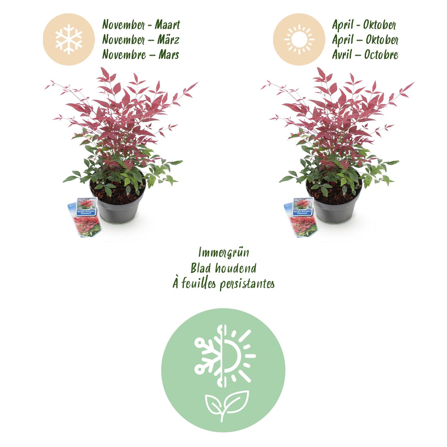 GreenboutiQ - Gartenpflanze - Nandina Obsessed - Rot - 2 Pflanzen - Immergrün - Wenig Pflege - Topf 17cm Höhe 45cm