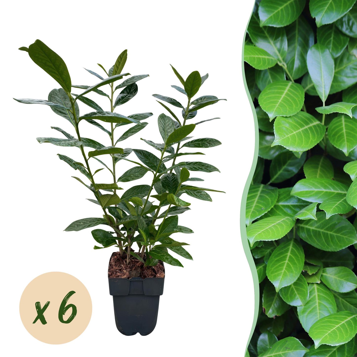 GreenboutiQ - Heckenpflanzen - Prunus laurocerasus Novita - Blatt grün - 6 Pflanzen - 1 laufender Meter - immergrün - Topf 17cm Höhe 50cm