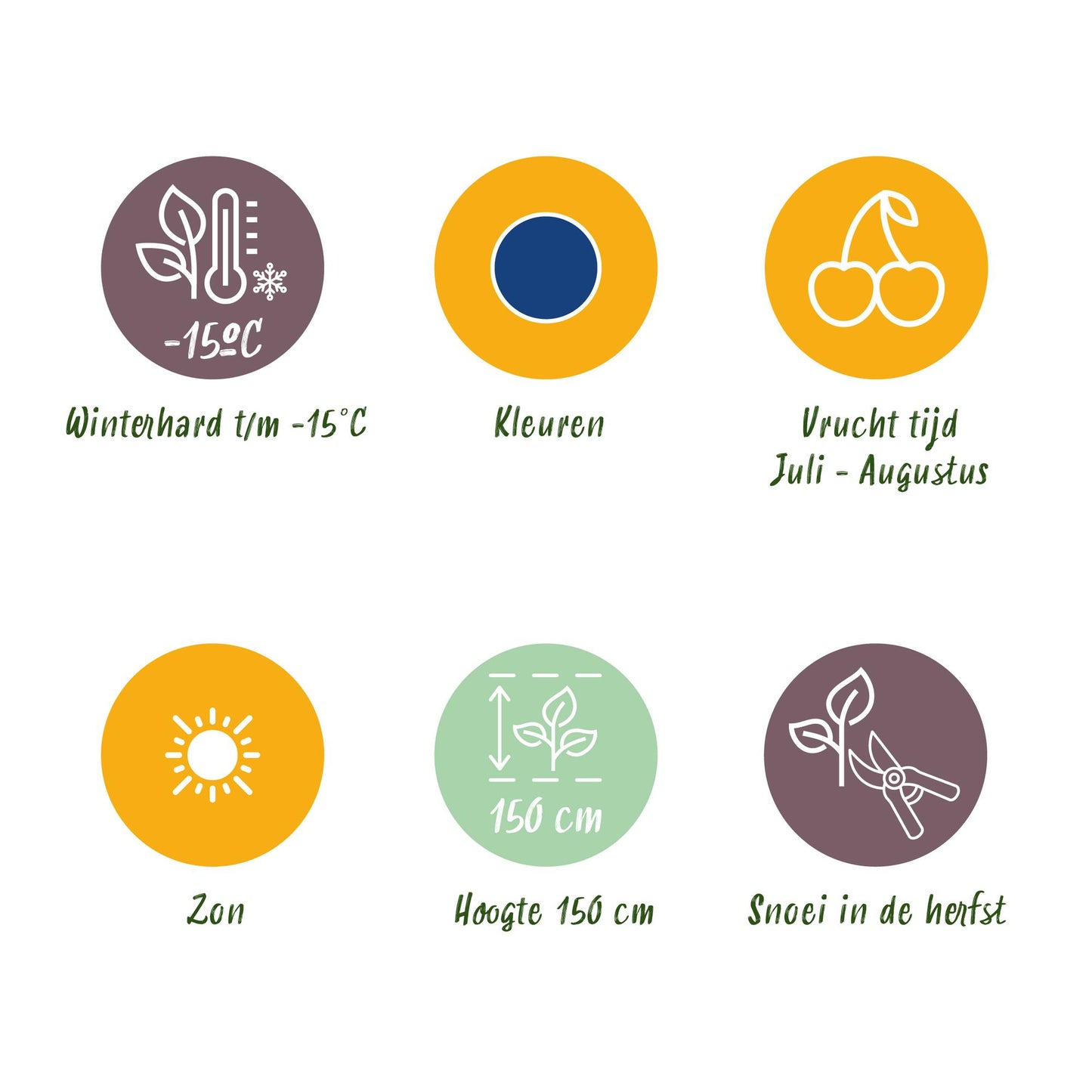 GreenboutiQ - Obstpflanzen - Blaubeere - Vaccinium corymbossum Bluegold - Winterhart - 3 Pflanzen - Topf 9 cm - Blaubeere