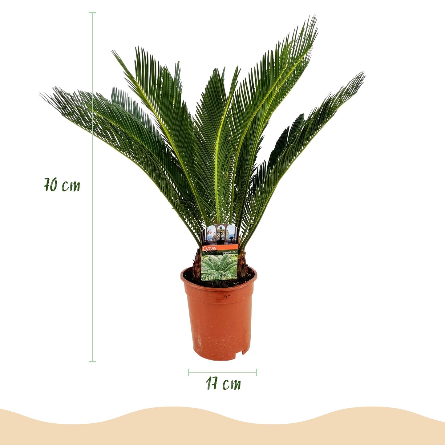 Green boutiQ - Zimmerpflanze - Cycas revoluta - Palmfarn - Wenig Pflege - Grün - 2 - Topf 17cm - Höhe 70cm