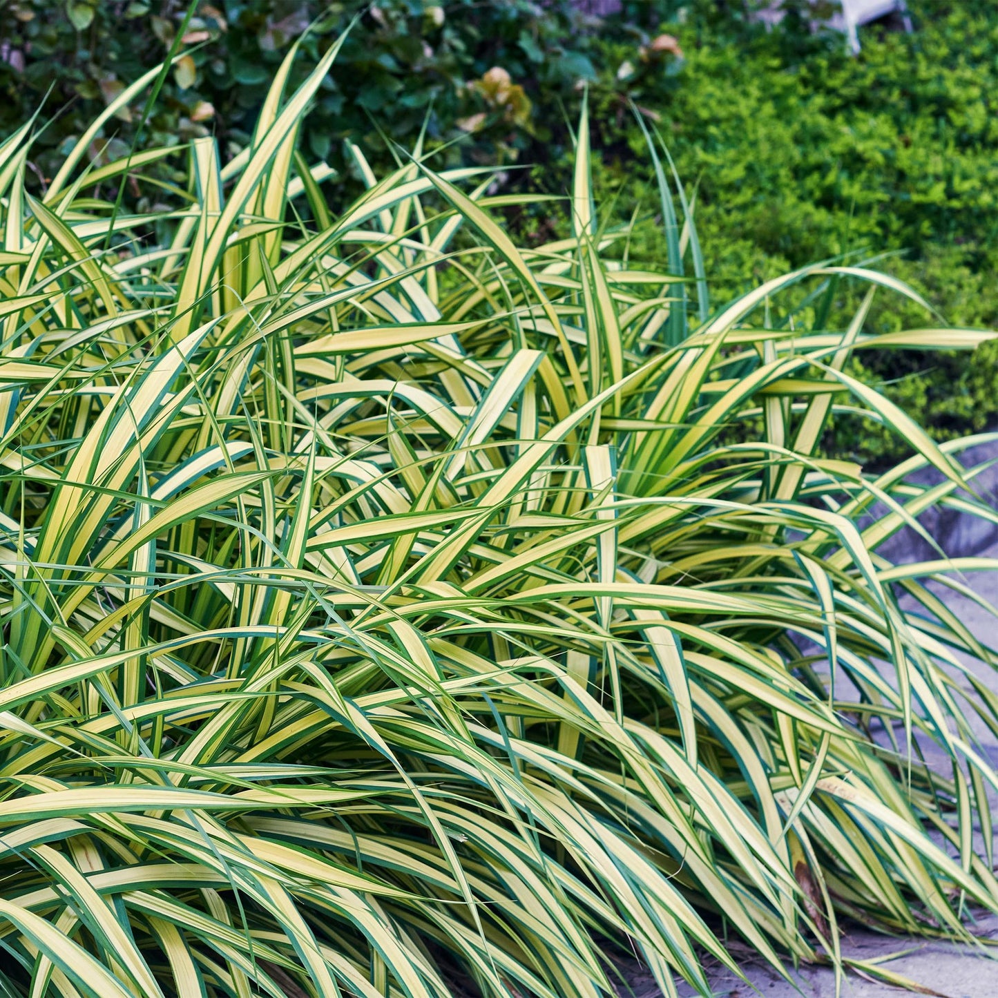 GreenboutiQ - Ziergräser - Carex oshimensis Evergold - Gelb & Grün - 2 Pflanzen - Immergrün - Wenig Pflege - Topf 17cm Höhe 50cm