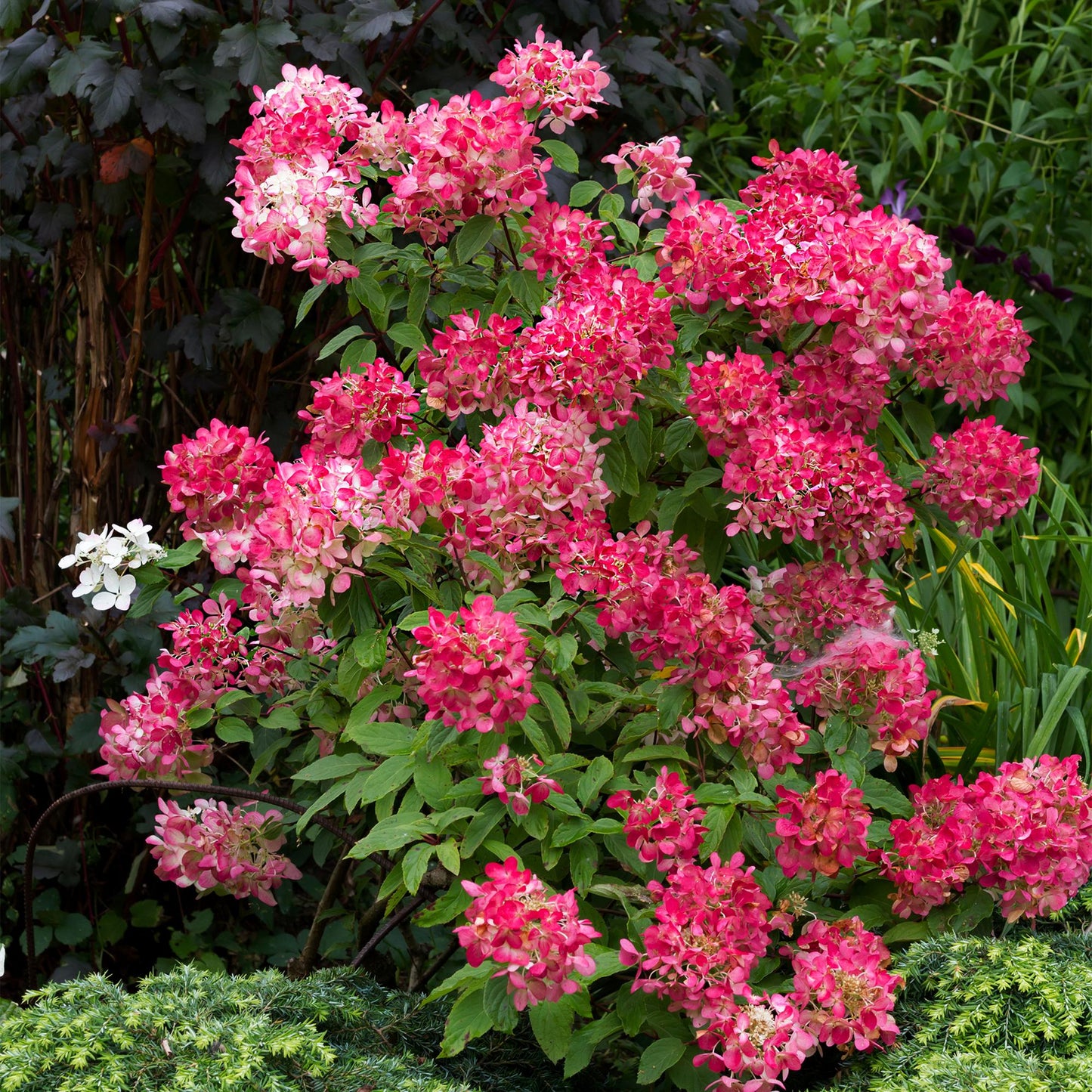 GreenboutiQ - Rispen Hortensie - Hydrangea panniculata Pink Diamond - Blüte Weiß Rosa - 1 Pflanze - Laubabwerfend - Große Blüten - Topf 17cm Höhe 50cm