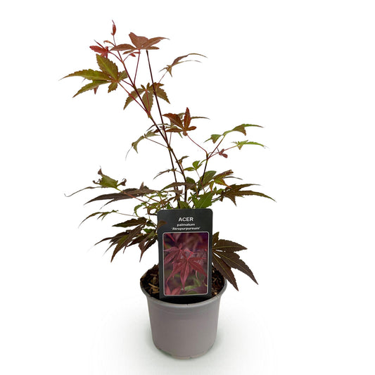 GreenboutiQ - Gartenpflanze - Acer palmatum Atropurpureum - Lila - 1 Pflanze - Laubabwerfend - Wenig Pflege - Topf 12cm Höhe 35cm