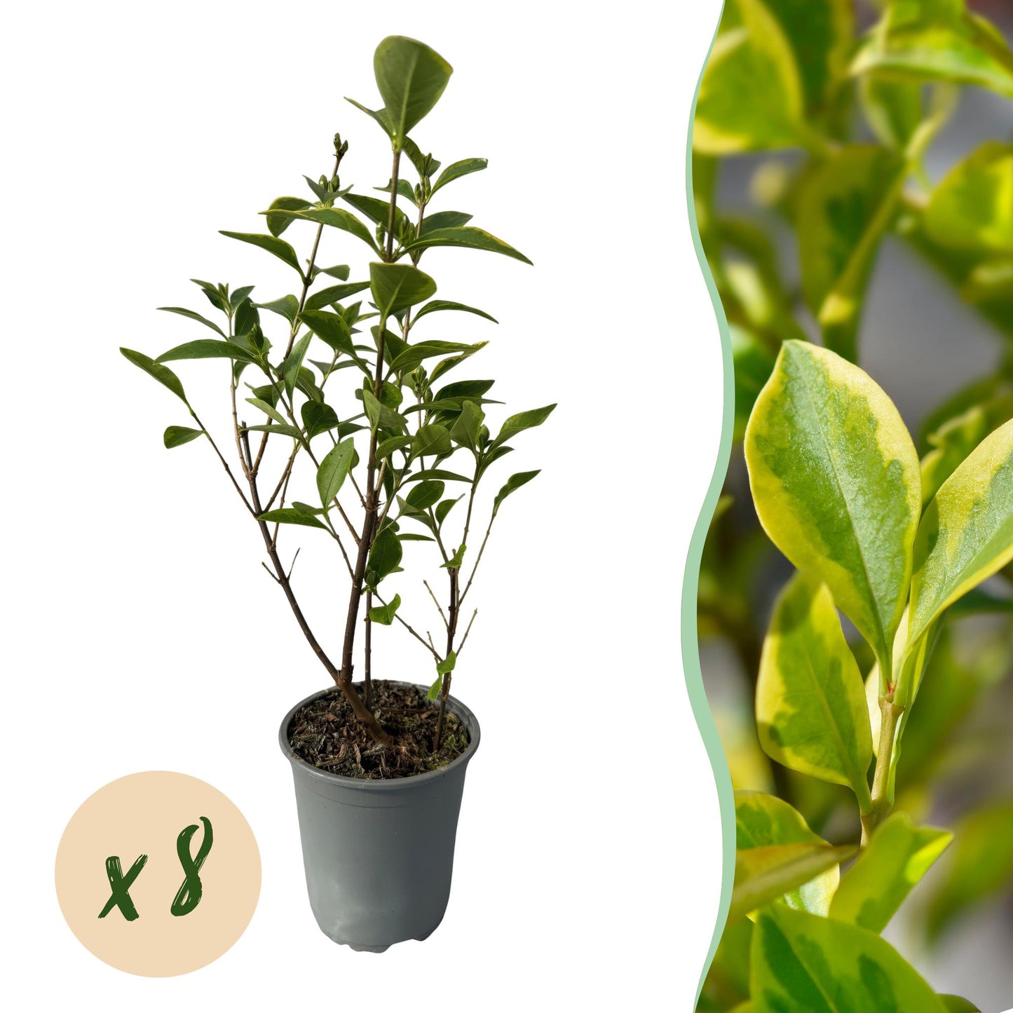 GreenboutiQ - Heckenpflanzen - Ligustrum ovalifolium Aureum - Blätter gelb grün - 8 Pflanzen - 1 laufender Meter - immergrün - Topf 9cm Höhe 35-40cm