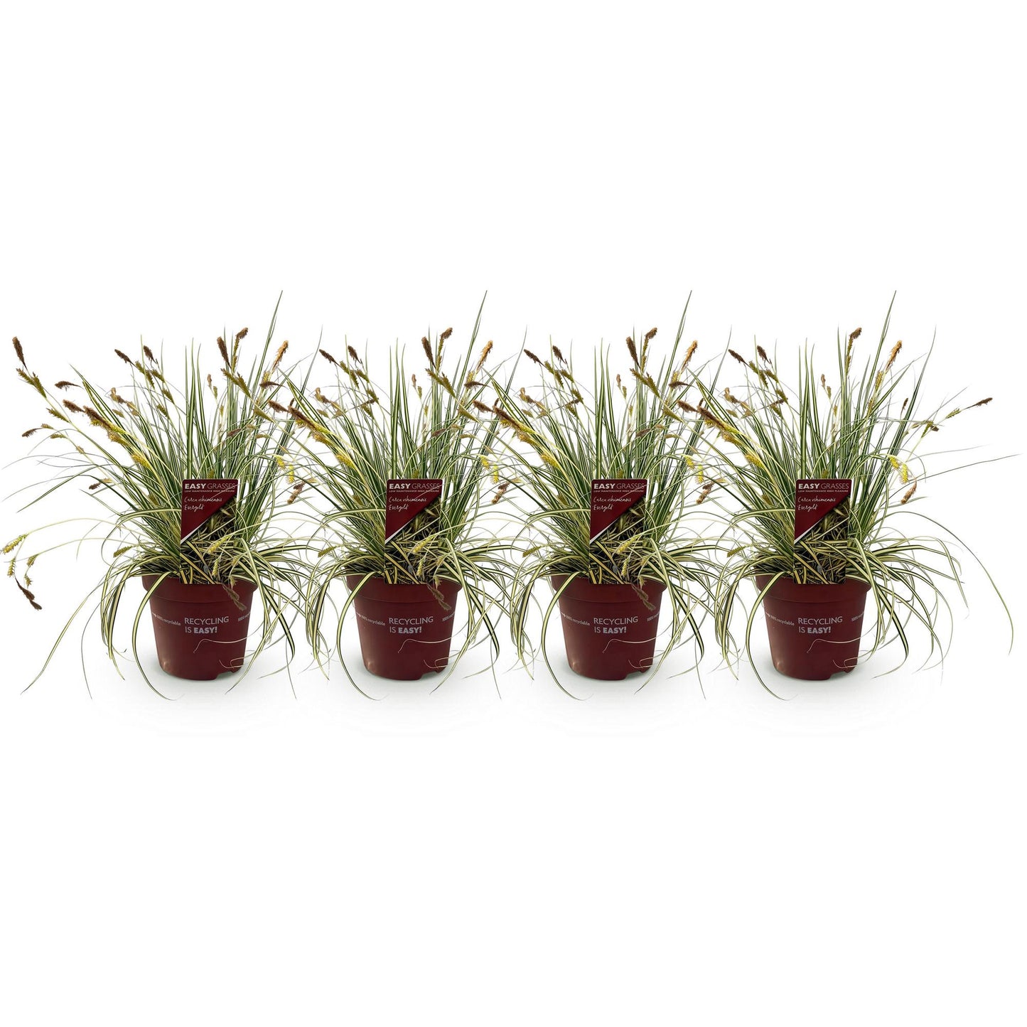 GreenboutiQ - Ziergräser - Carex oshimensis Evergold - Gelb & Grün - 4 Pflanzen - Immergrün - Wenig Pflege - Topf 17cm Höhe 50cm